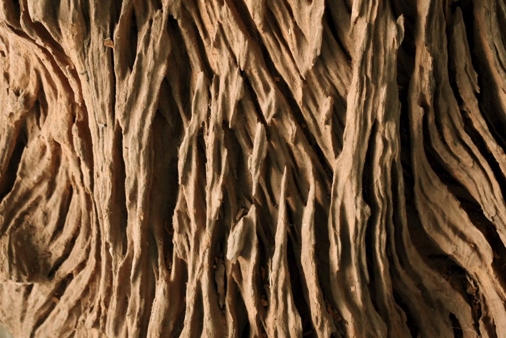 Types Of Wood Agarwood Tree Cooking