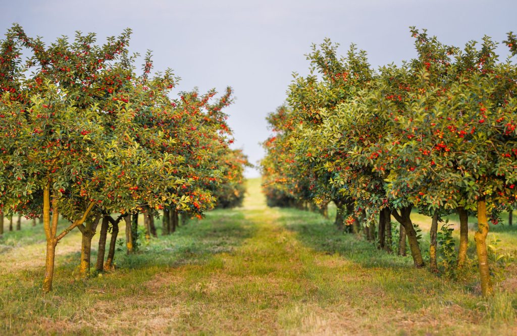 Types Of Wood Cherries Trees