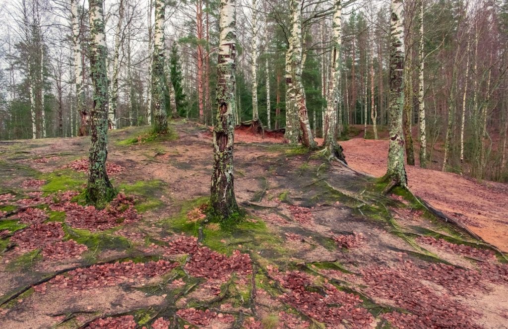 Types Of Wood Curly Birch Forest