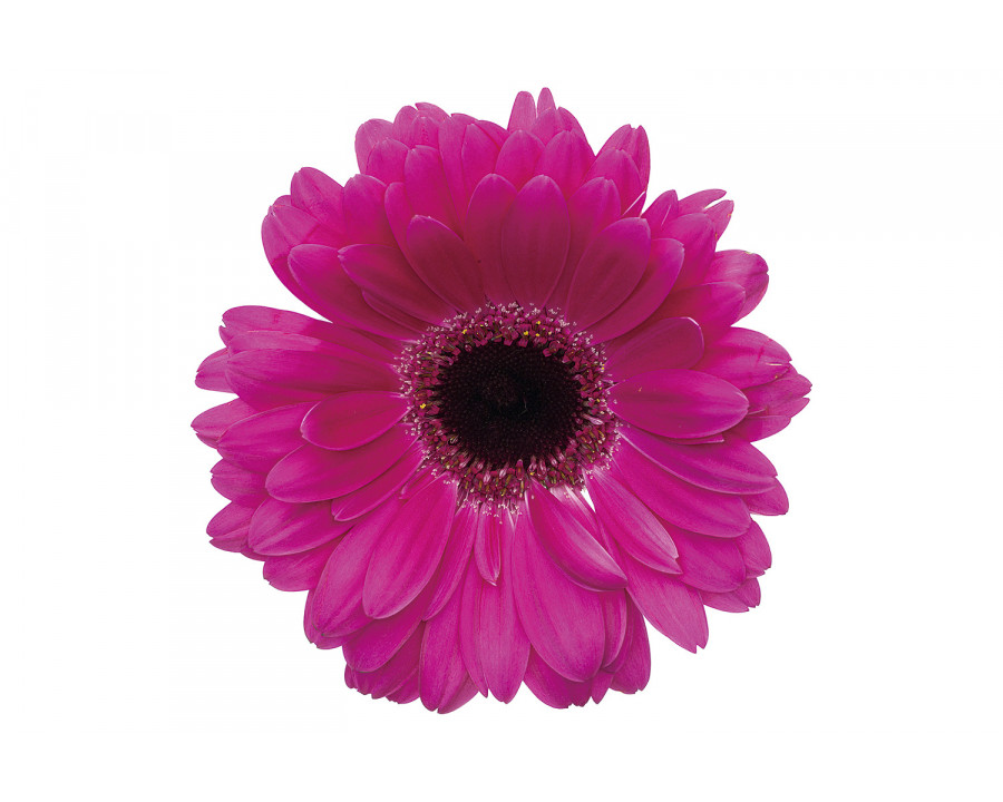 Bellini Acrylic Picture Gerbera Flower - Multi-Color, 48x30