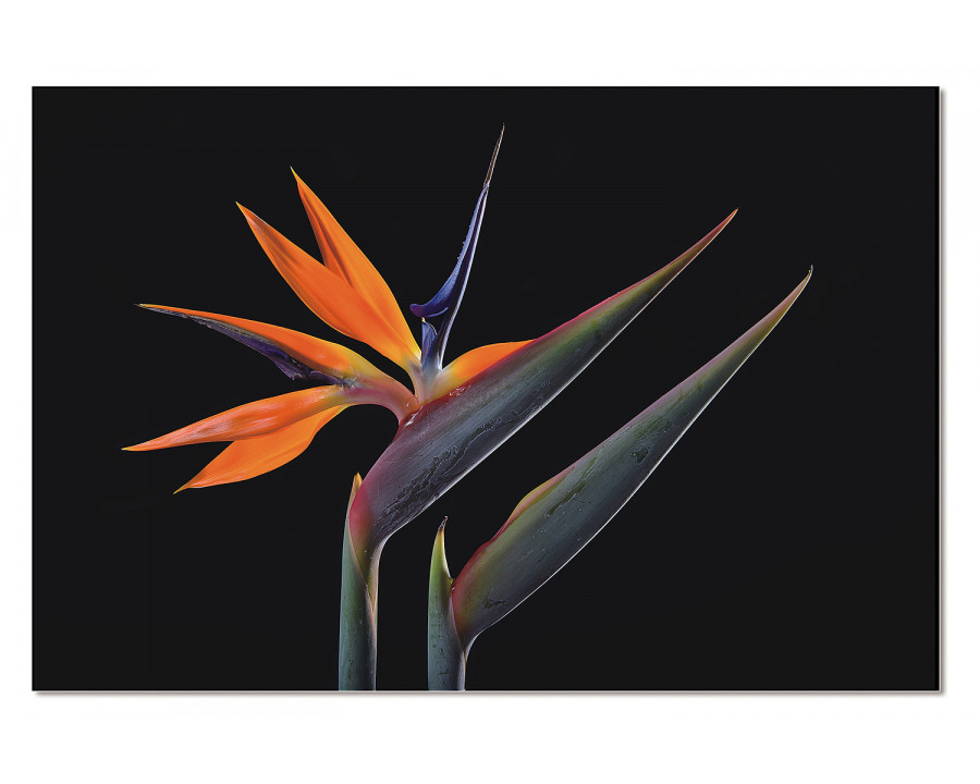 Bellini - Acrylic Picture of Birds of Paradise Flowers Isolated On A Black Background in Multi-Color