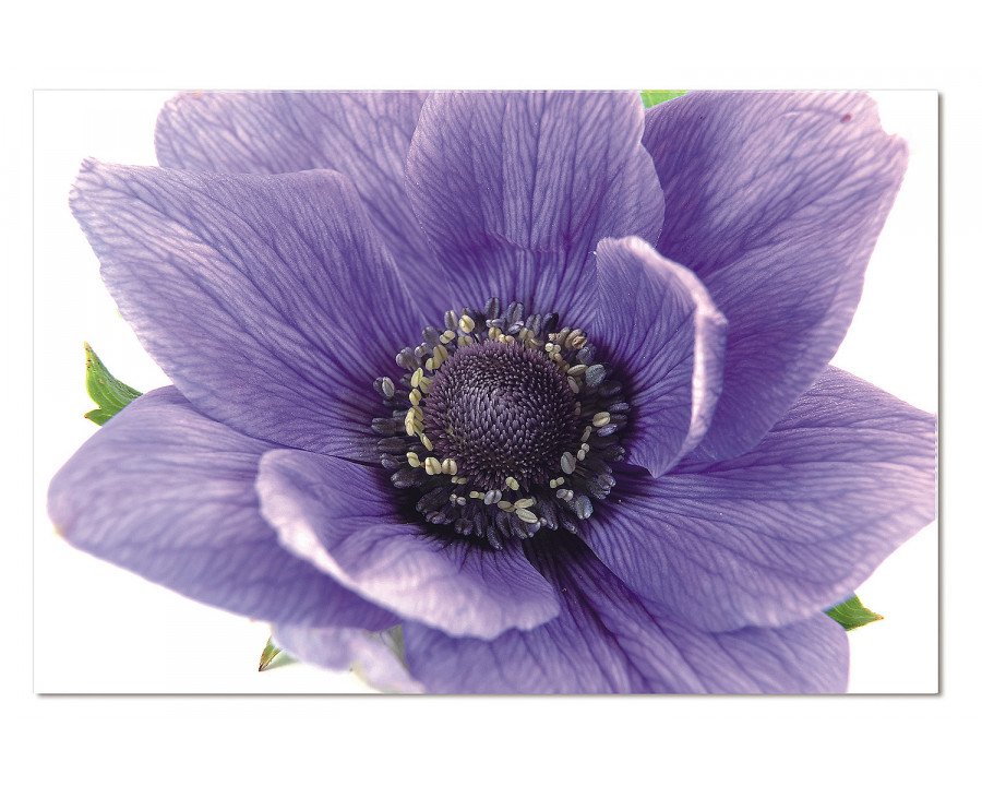 Bellini - Acrylic Flowering Plant of Anemone Isolated On A White Background in Multi-Color