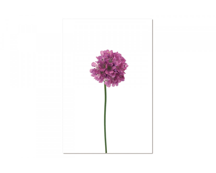 Bellini - Acrylic Picture of Armeria Maritima in Multi-Color