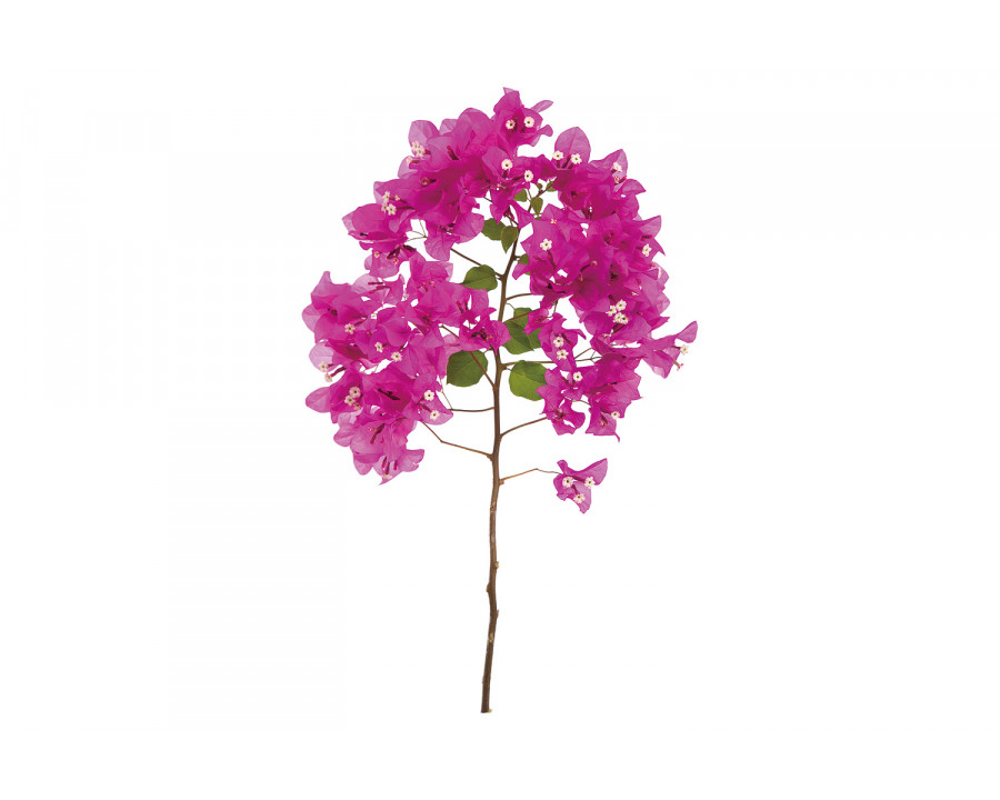 Bellini Acrylic Picture of A Pink Blooming Bougainvillea - Multi-Color, 48x30