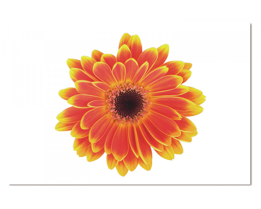 Bellini Acrylic Picture of Gerber Flower - Multi-Color, 48x30