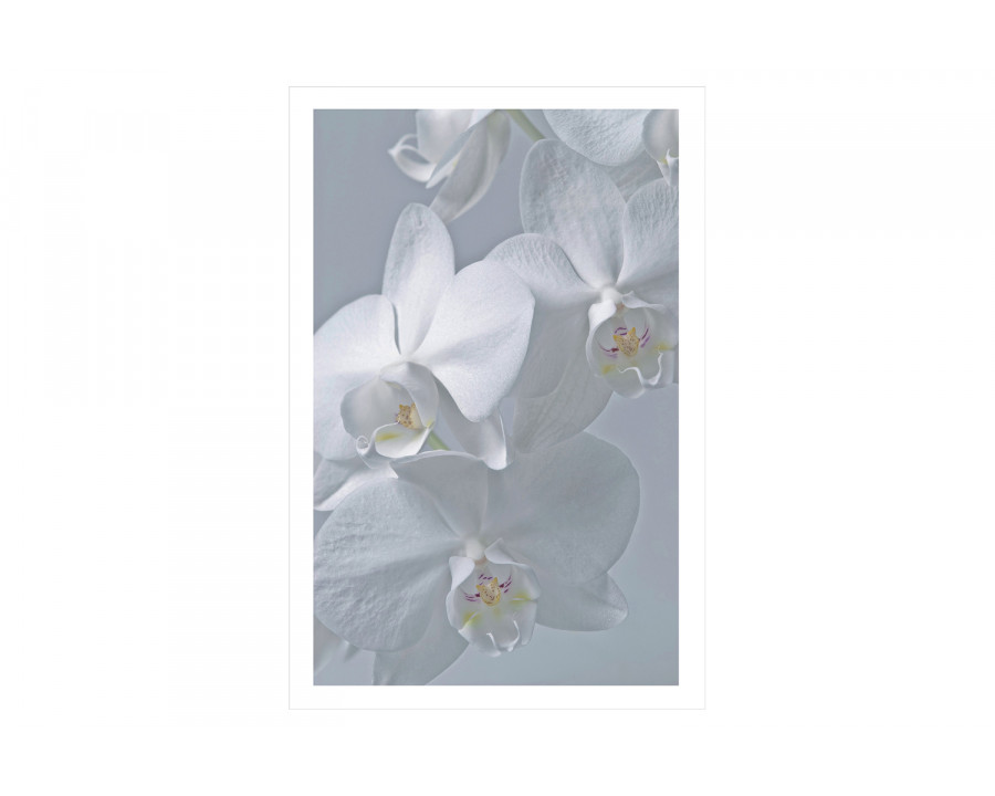 Bellini - Acrylic Picture of White Orchid Flowers In Close View