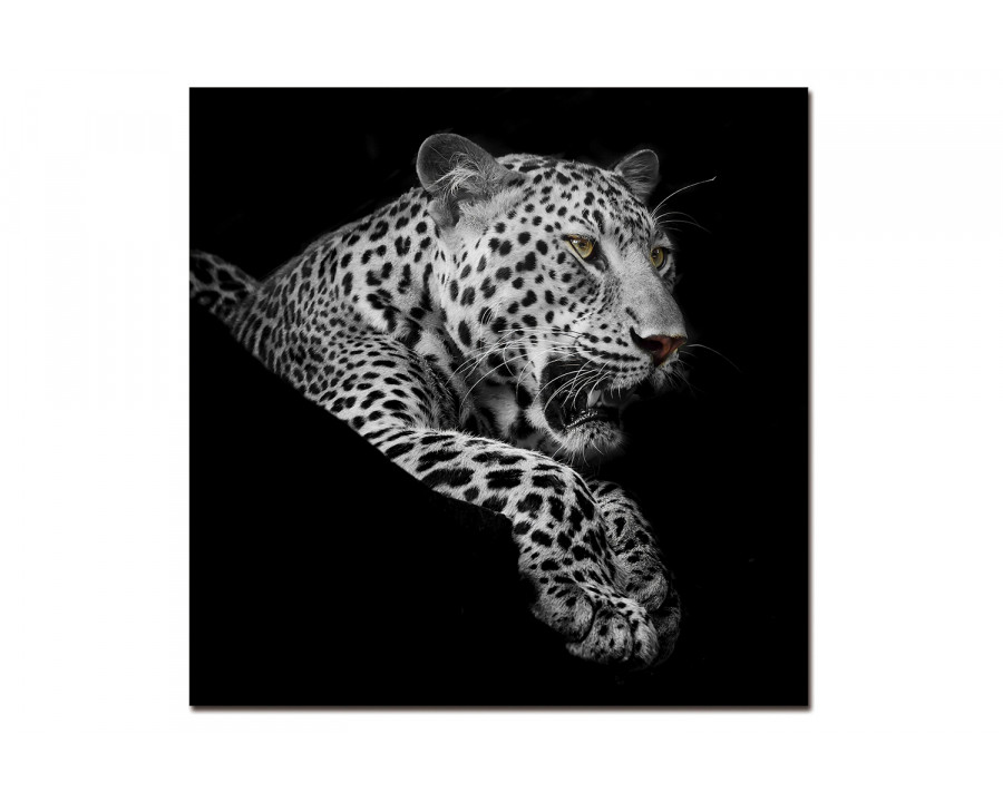 Bellini - Leopard Portrait in Black/White