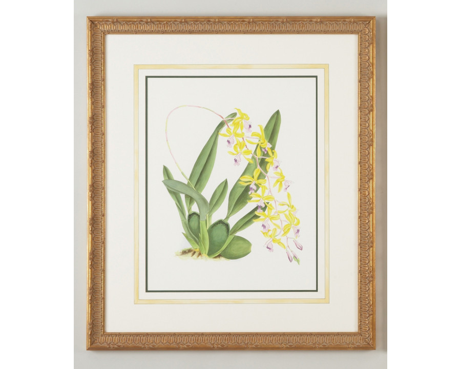 Chelsea House - Mesospinidium Vulcn in Gold Frame