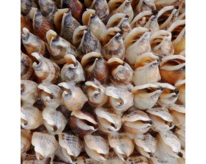 Chelsea House - Strombus Shell Obelisk in Natural