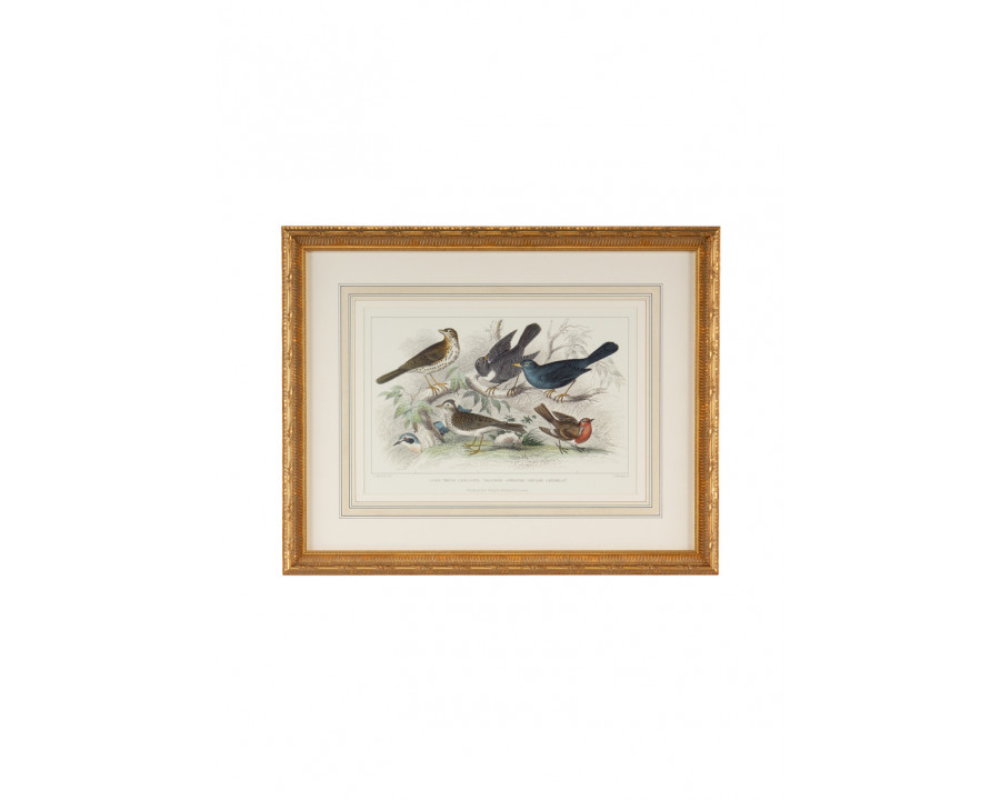 Chelsea House - Skylark Song Thrush & Breast in Multi-Color