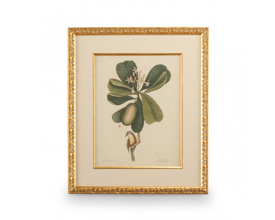 Chelsea House - Catesby Bird/Botanical III with Linen Mat in Gold Leaf Frame