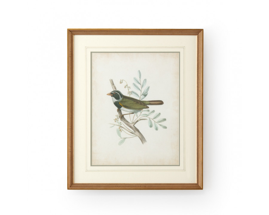 Chelsea House - Delicate Birds VI with French Lines in Gold Frame