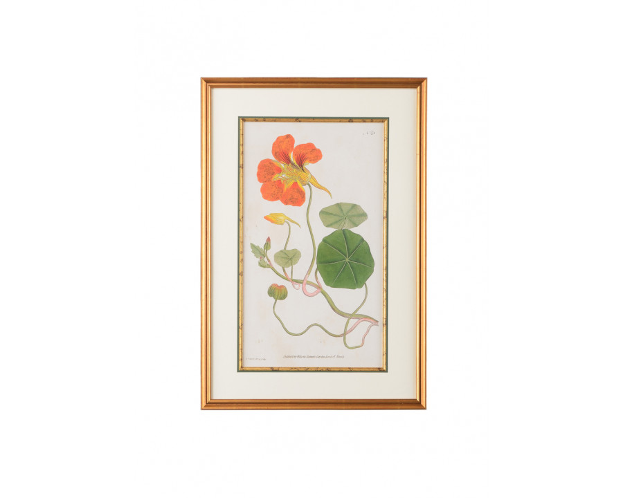 Chelsea House - Botanical Plate No 23 in Ant Gold Frame