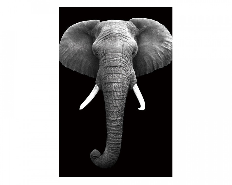 J&M - Wall Art Elephant in Black/White