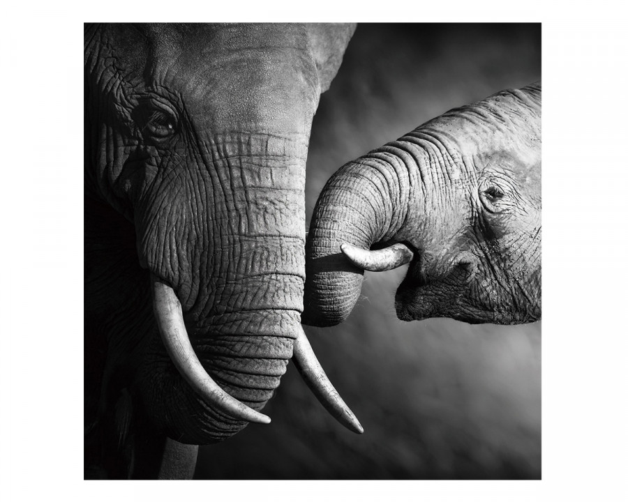 J&M - Wall Art Mama Elephant in Black/White