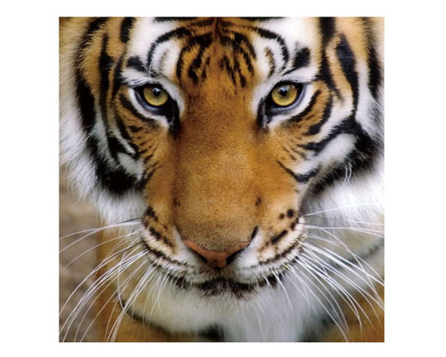 J&M - Wall Art Gold Tiger in Orange/Black/White