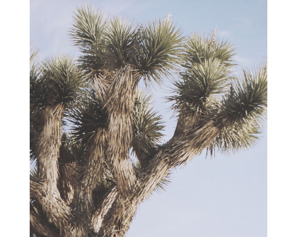 Mercana Joshua Tree 1