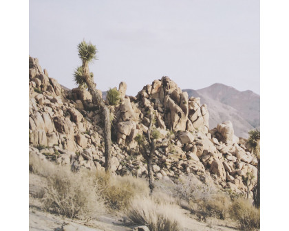 Mercana Joshua Tree 1