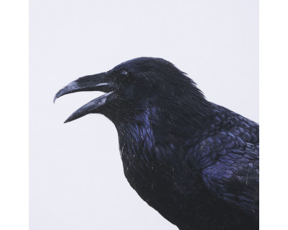 Mercana - Raven Beauty