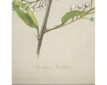 Mercana Botanical Study-Prunus Padus