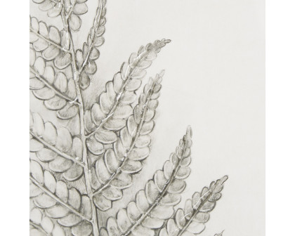 Mercana Fern Study I (Osmundastrum Cinnamomeum)