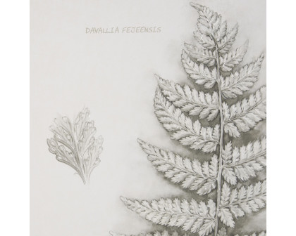 Mercana Fern Study II (Davallia Fejeensis)