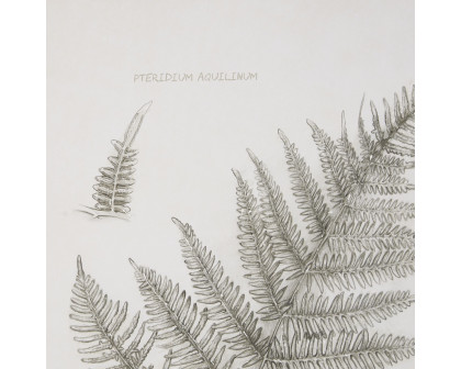 Mercana Fern Study III (Pteridium Aquilinum)