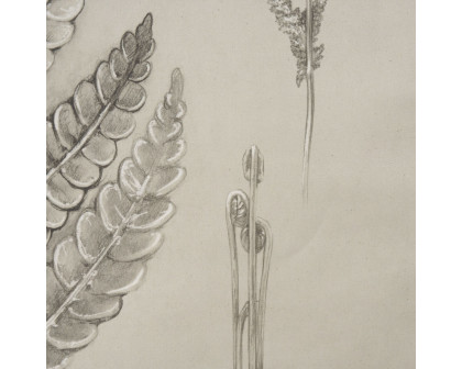 Mercana Fern Study I (Osmundastrum Cinnamomeum) - 15512