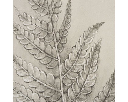 Mercana Fern Study I (Osmundastrum Cinnamomeum) - 15512