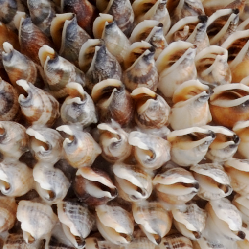 Chelsea House - Strombus Shell Obelisk in Natural