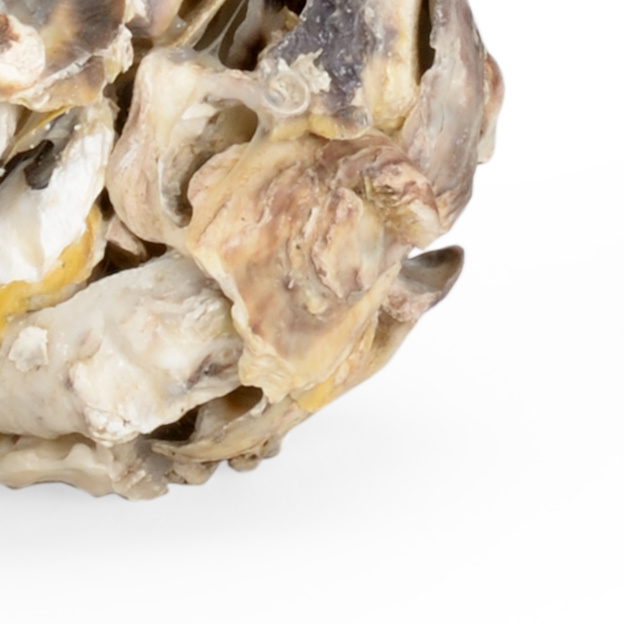 Chelsea House - Oyster Shell Candleholder (Pr) in Natural