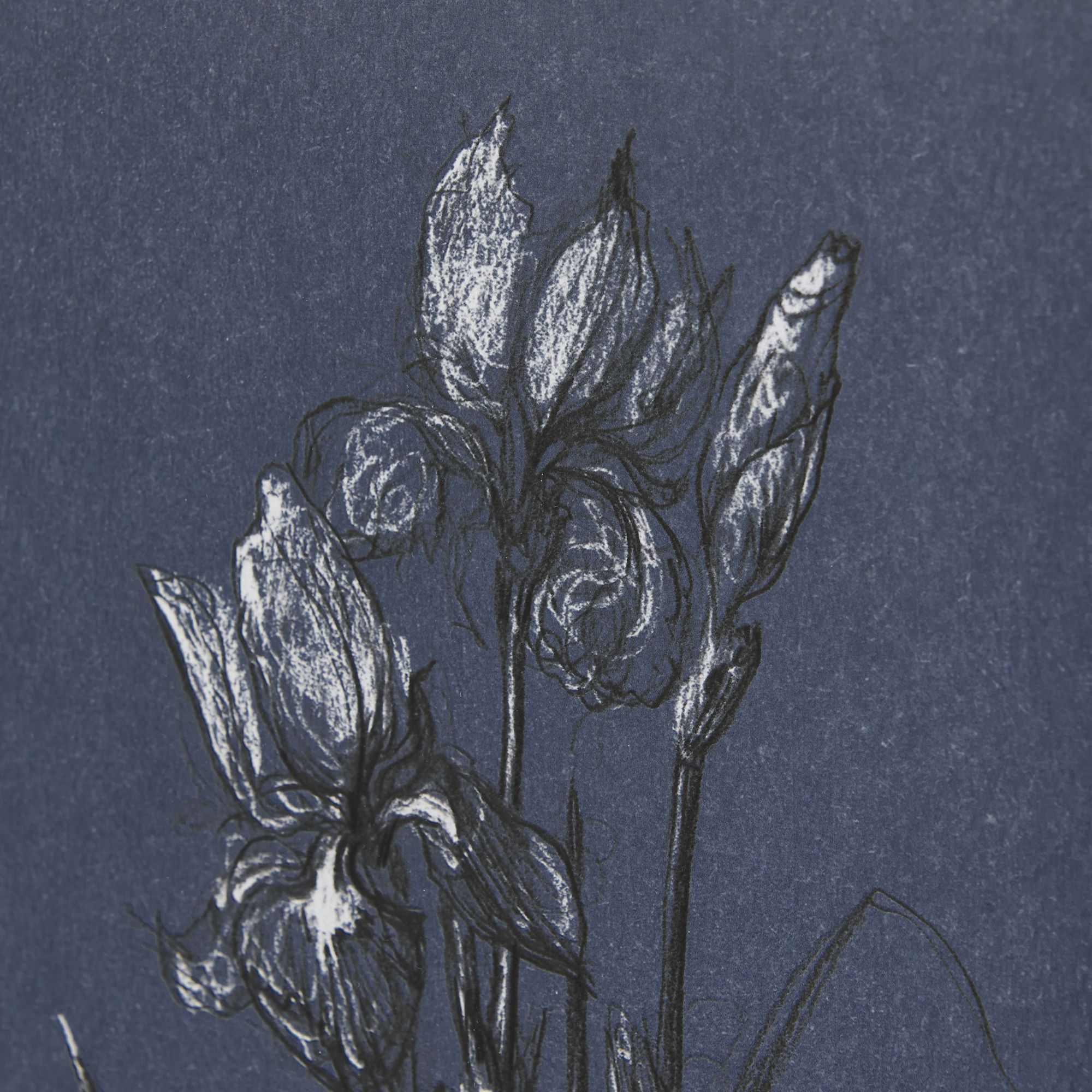 Mercana Botanical Sketches IV - Blue, Medium