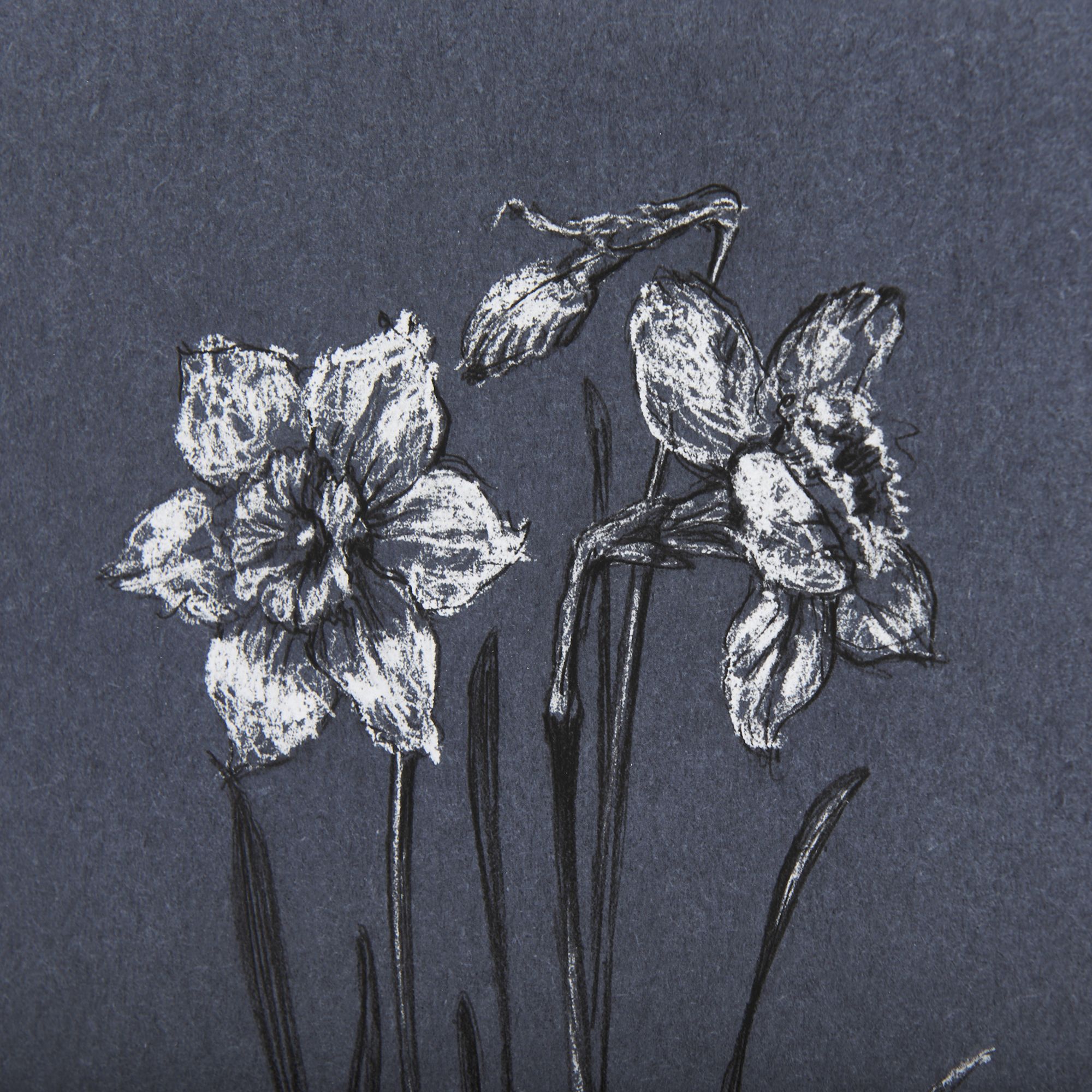 Mercana Botanical Sketches II - Blue, Medium