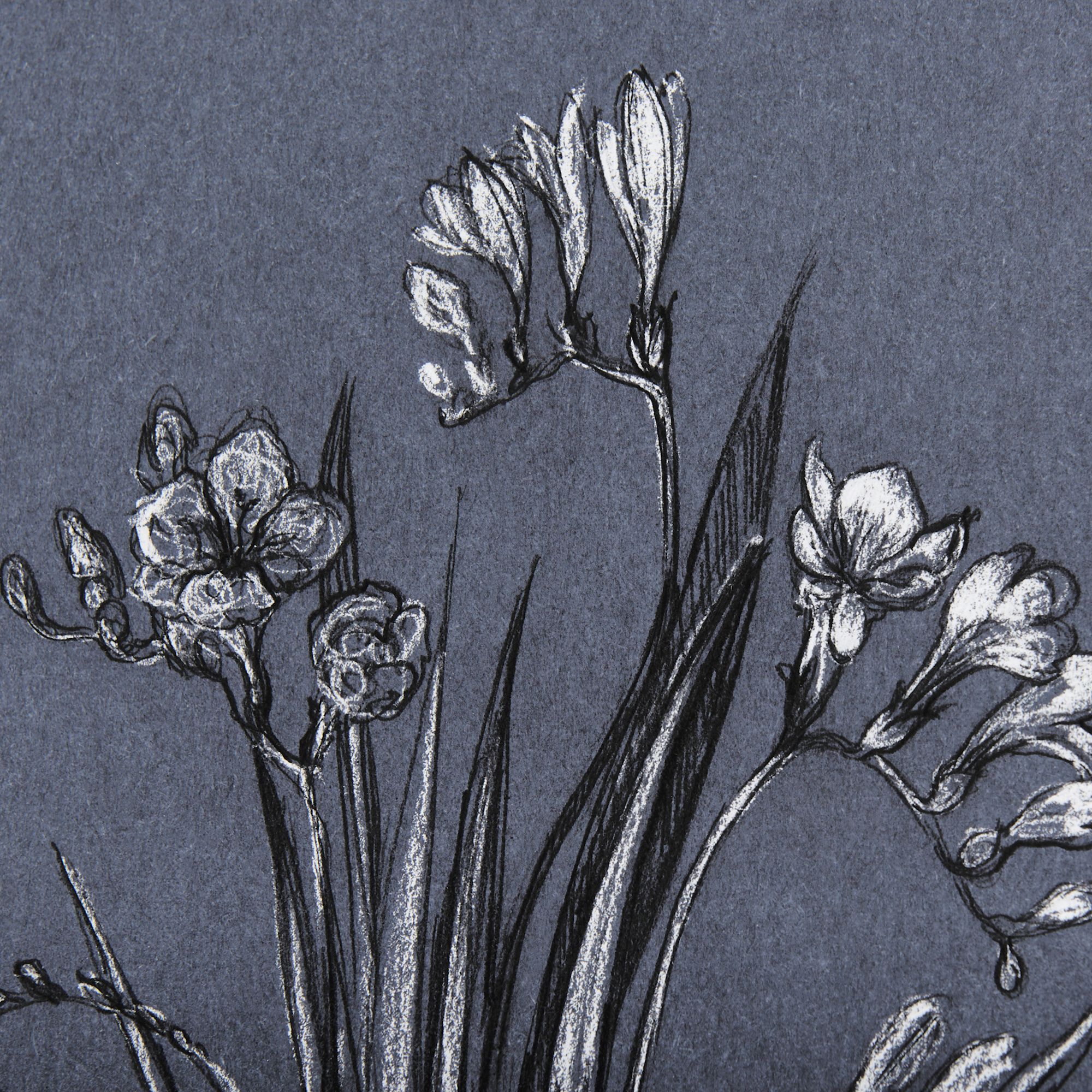 Mercana Botanical Sketches III - Blue/Black, Medium