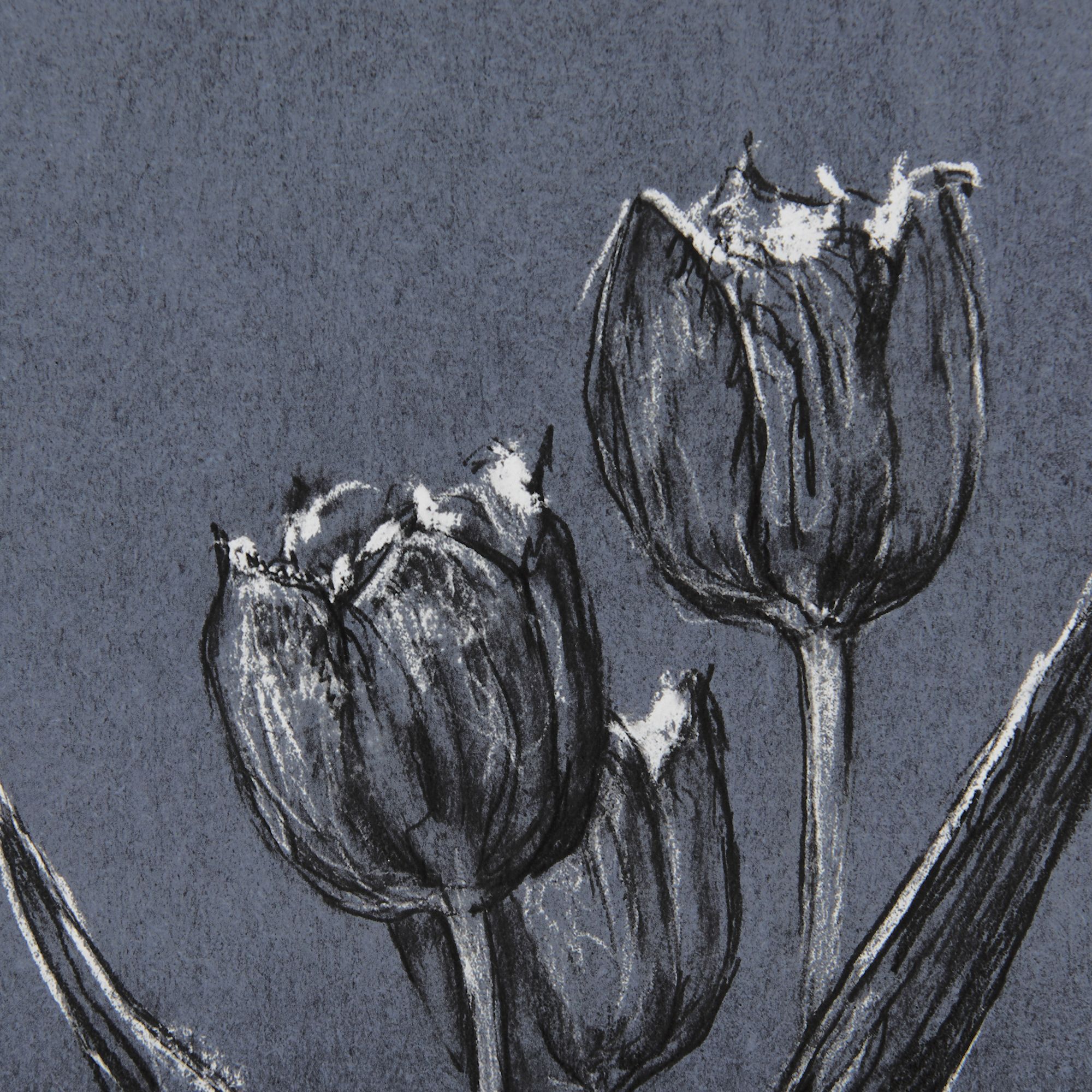 Mercana Botanical Sketches I - Blue, Small