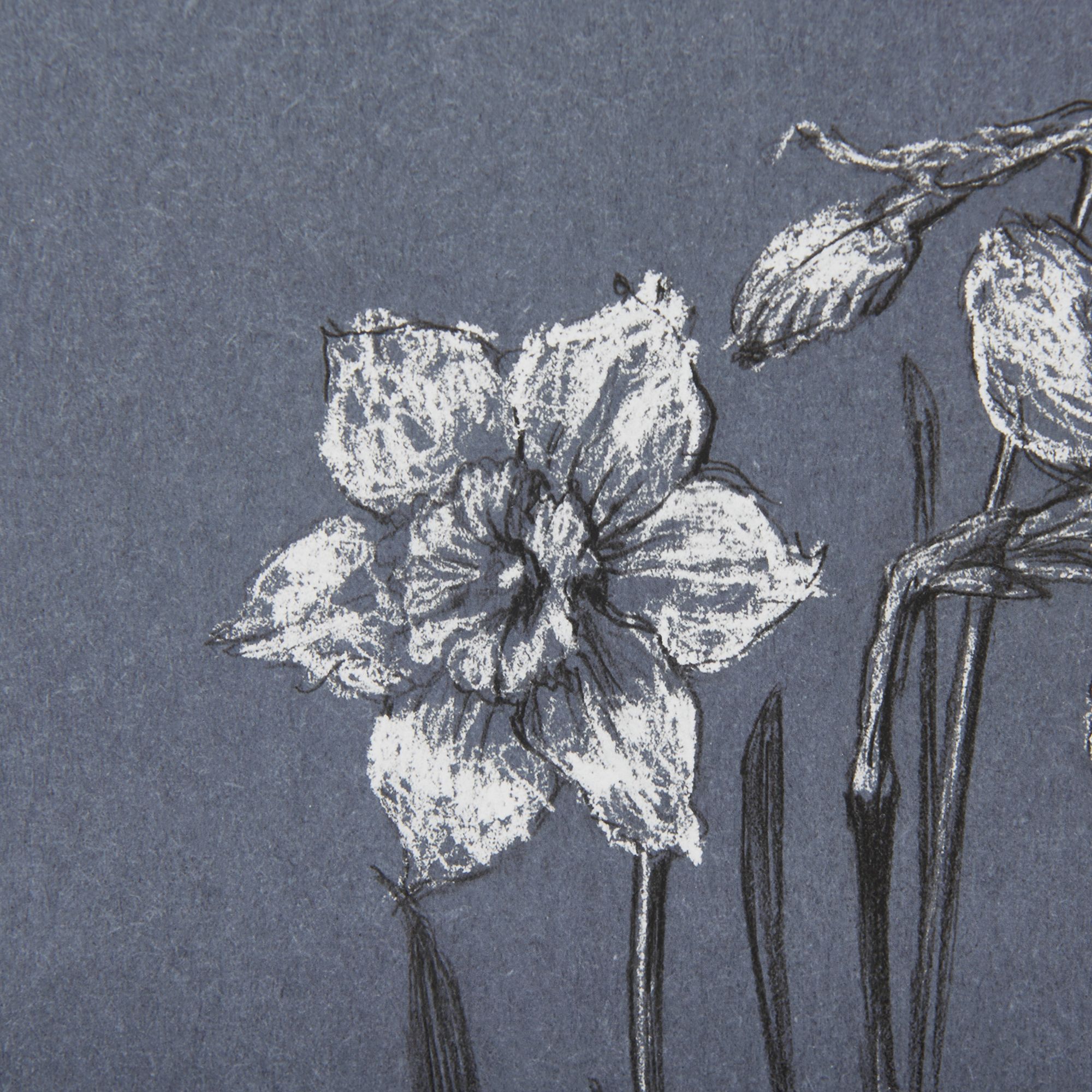 Mercana Botanical Sketches II - Blue, Small