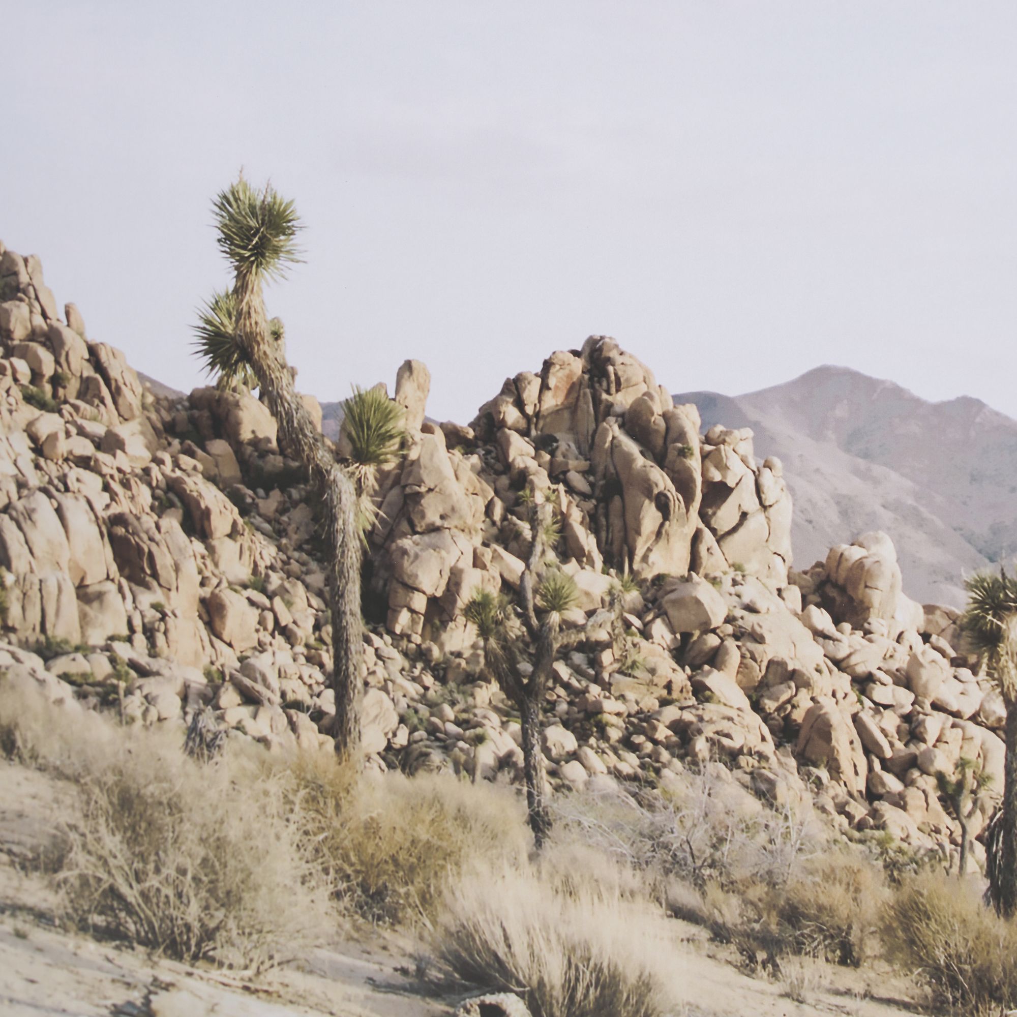 Mercana Joshua Tree 1