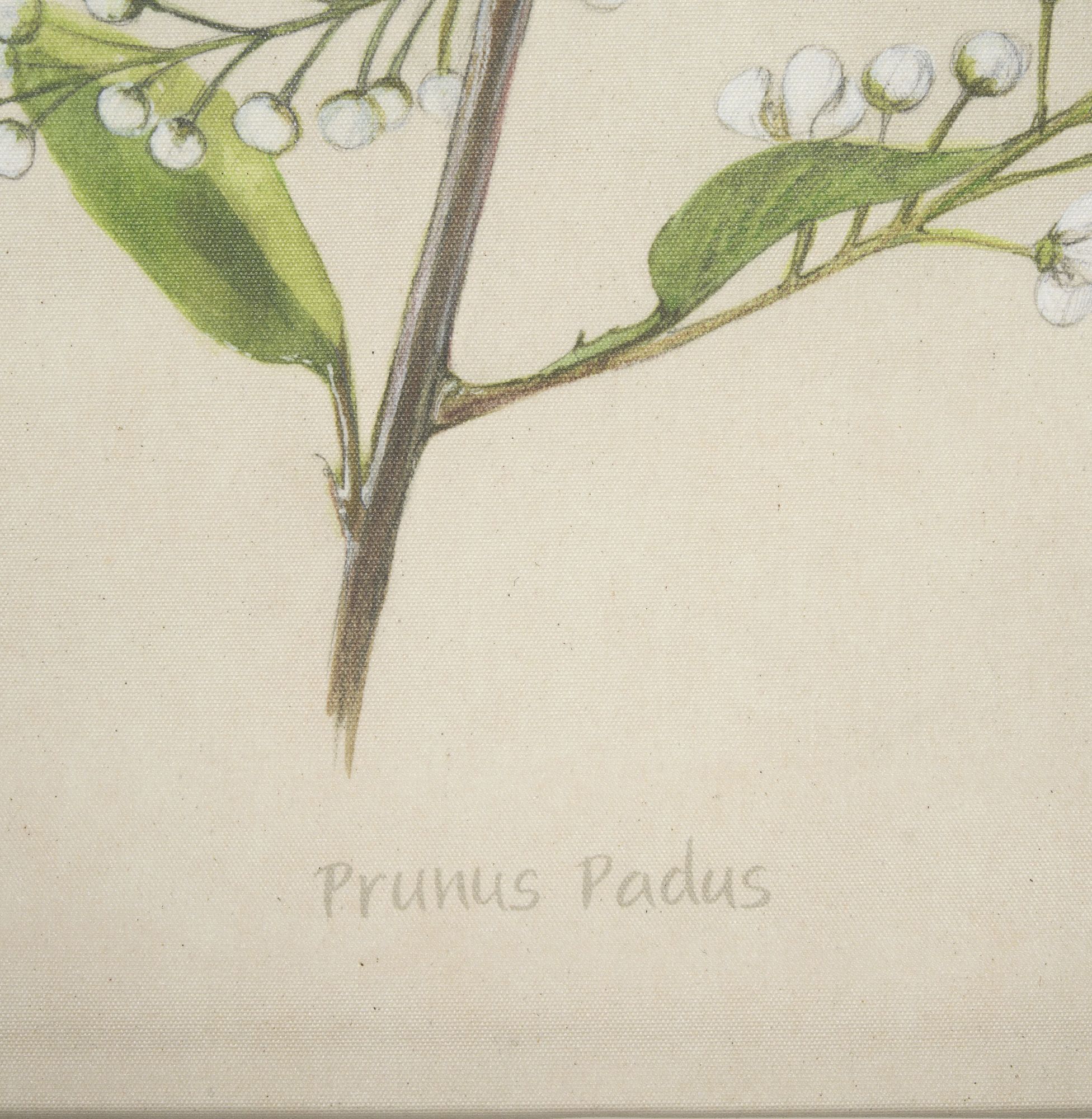 Mercana Botanical Study-Prunus Padus