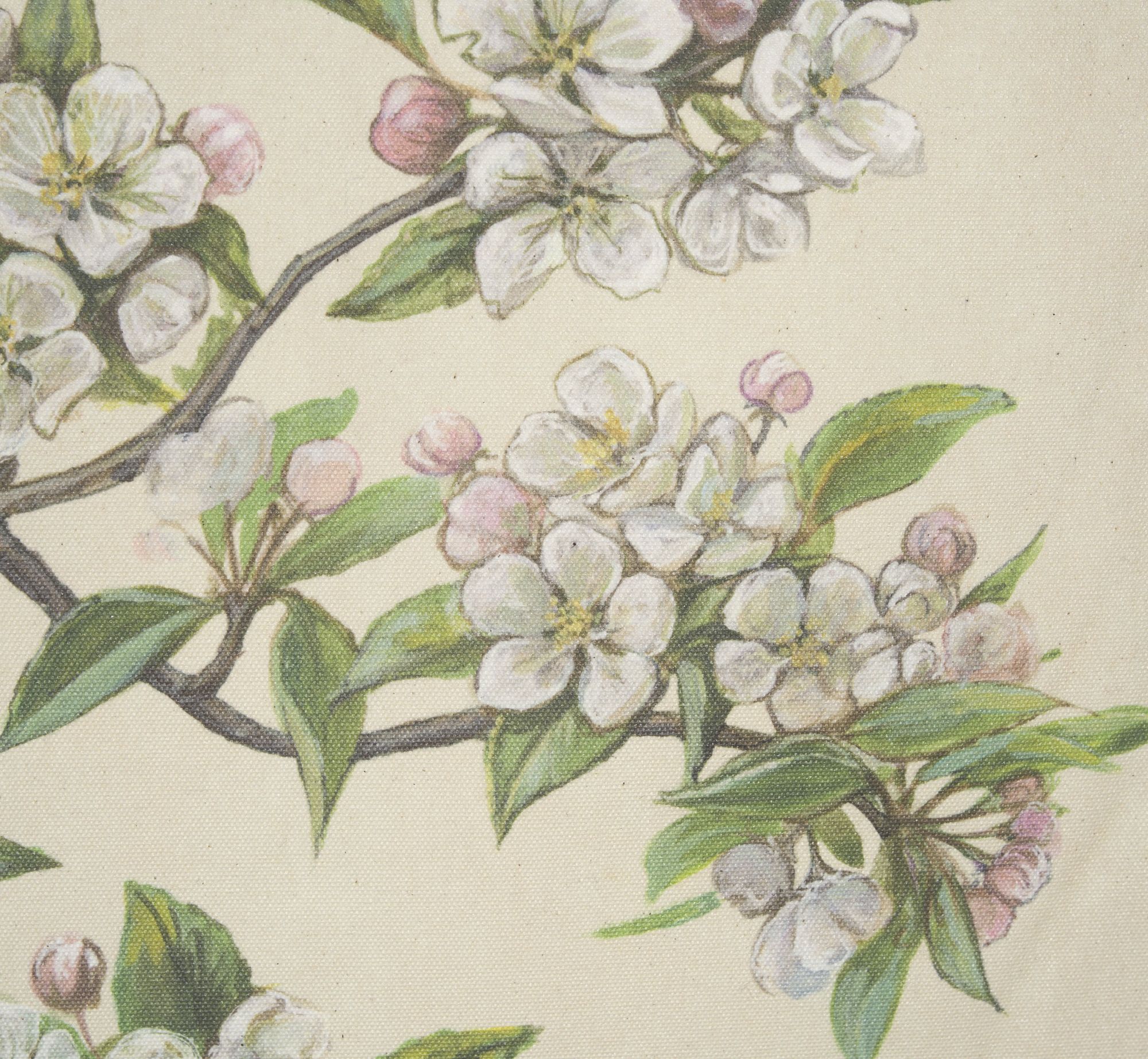 Mercana Botanical Study-Malus Sylvestris