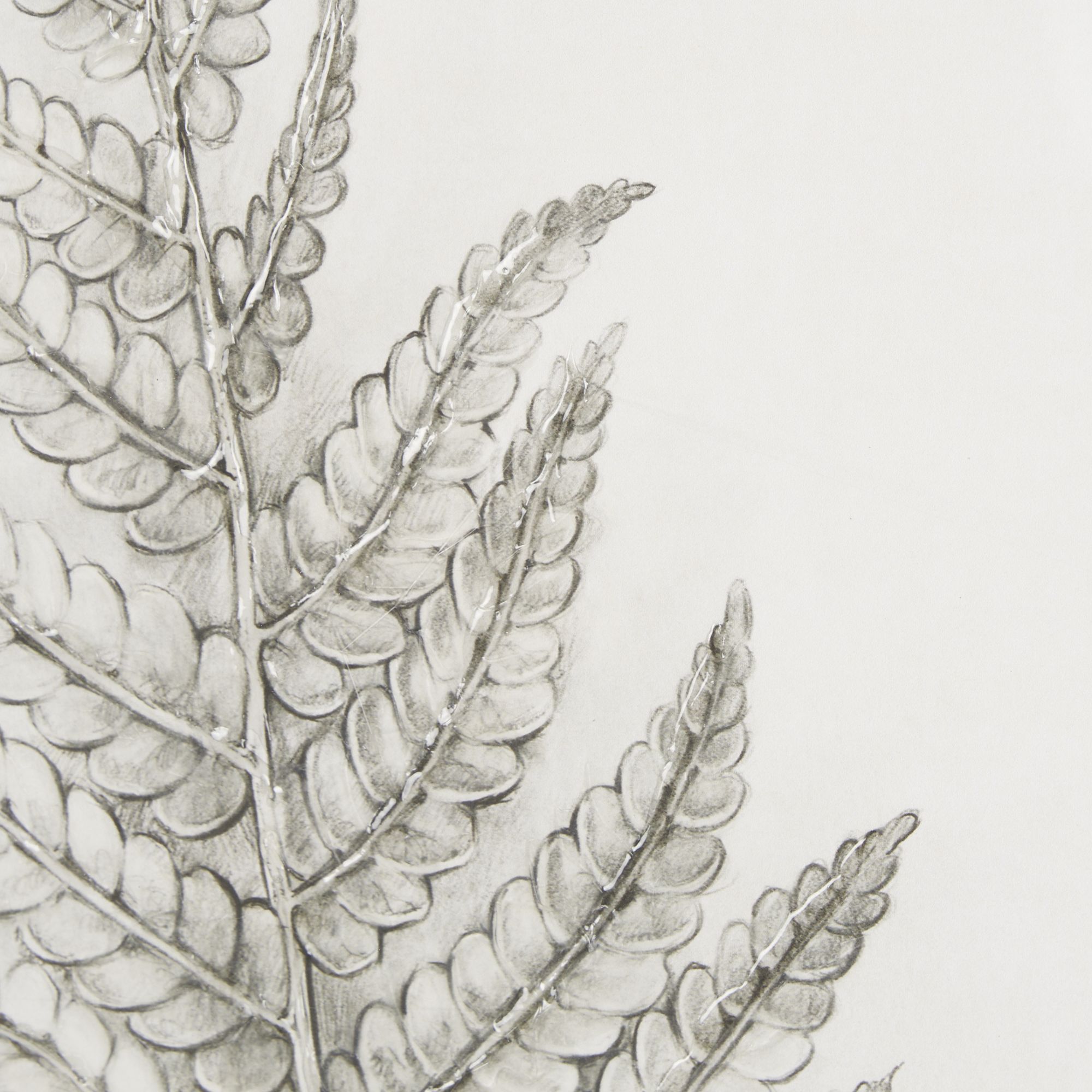 Mercana Fern Study I (Osmundastrum Cinnamomeum)