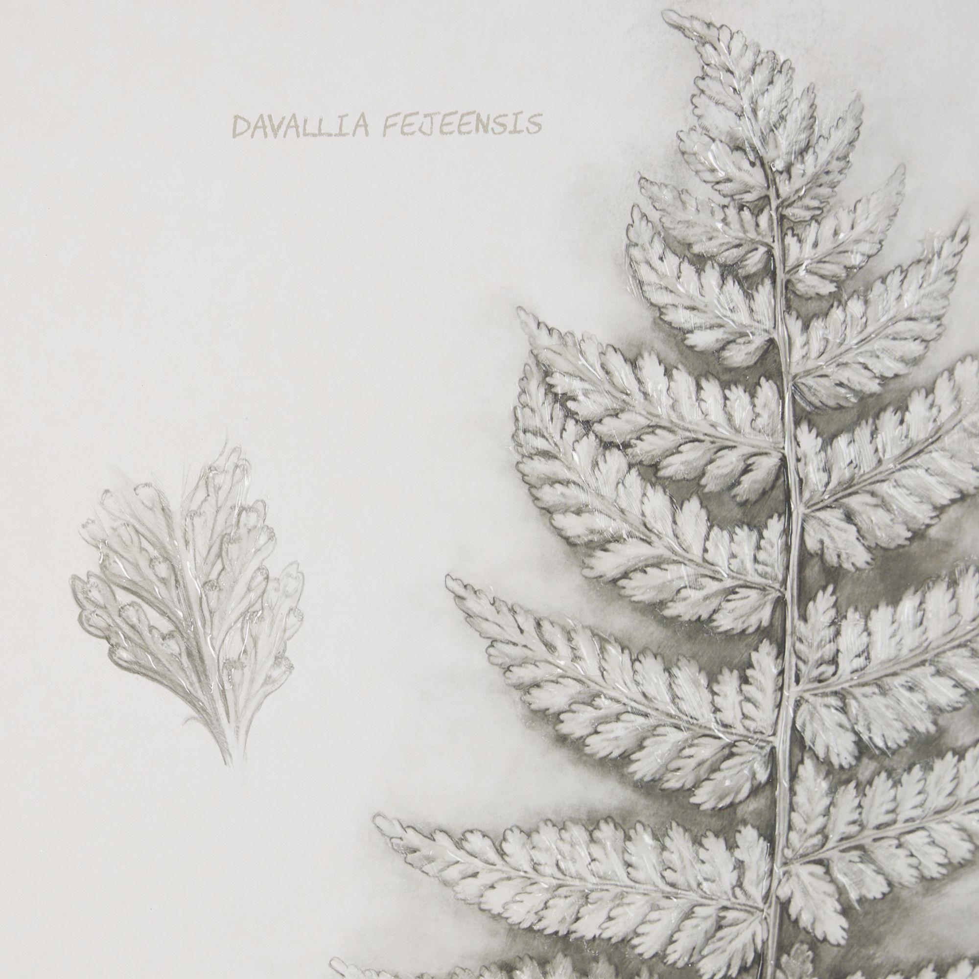 Mercana Fern Study II (Davallia Fejeensis)