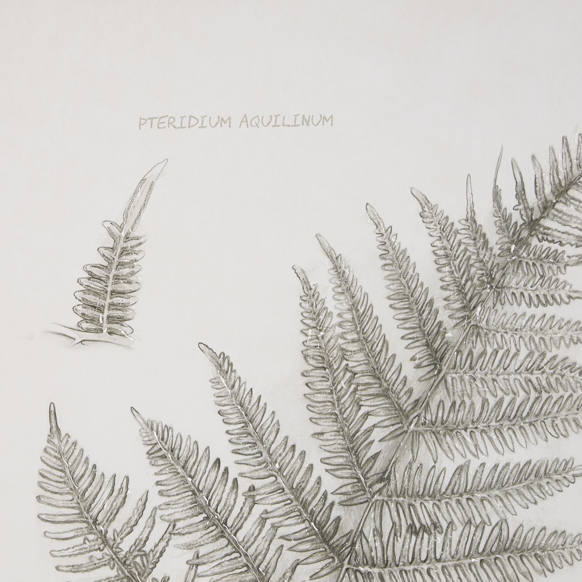 Mercana Fern Study III (Pteridium Aquilinum)