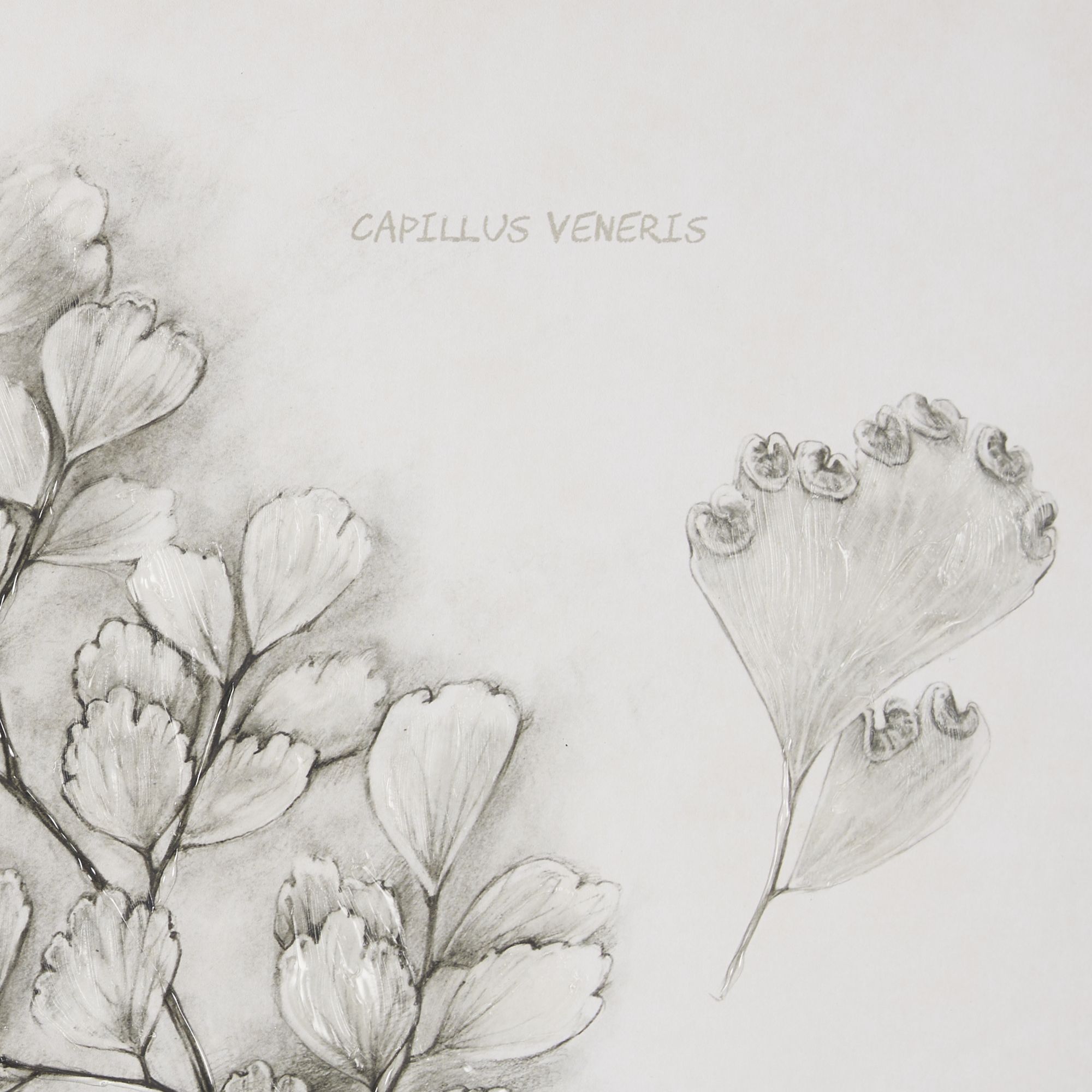 Mercana Fern Study IV (Capillus Veneris)