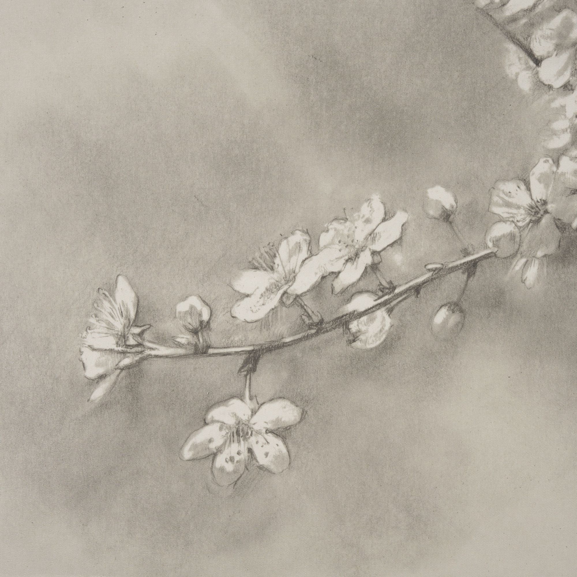 Mercana Cherry Blossom Sketch II