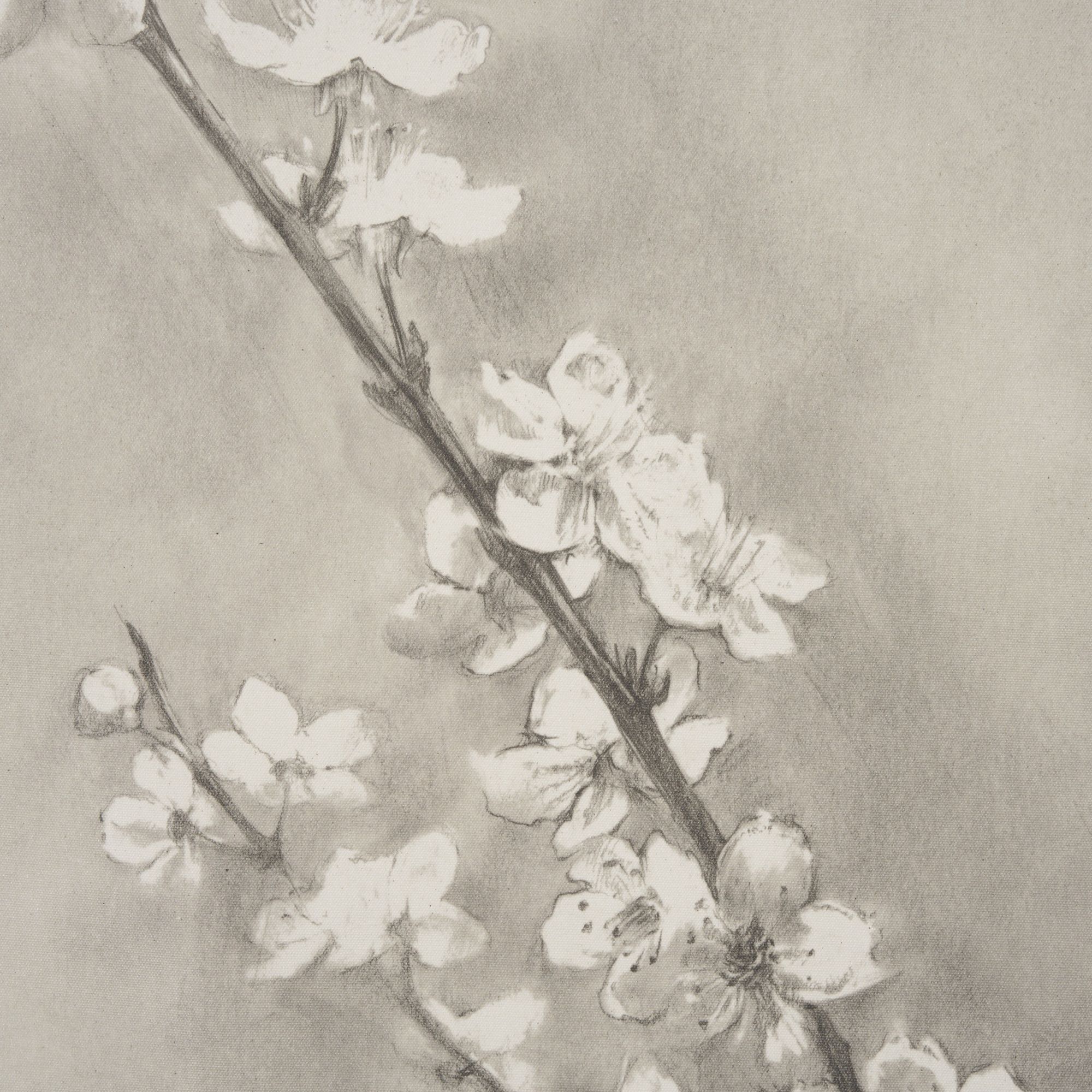 Mercana Cherry Blossom Sketch II