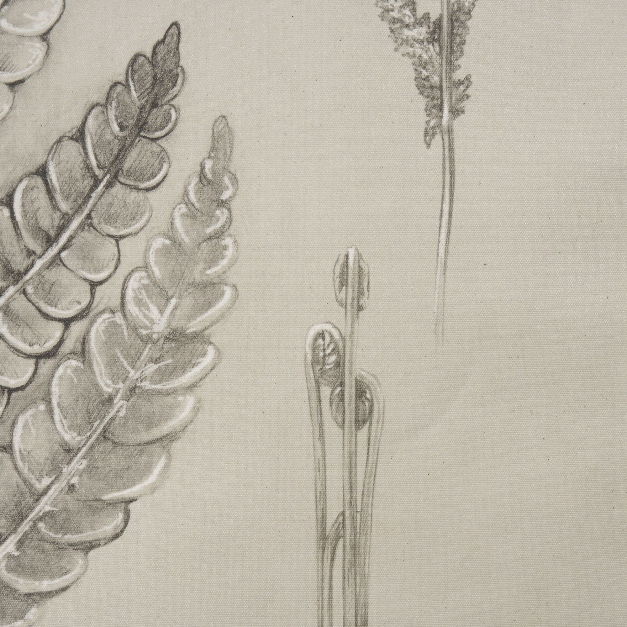 Mercana Fern Study I (Osmundastrum Cinnamomeum) - 15512