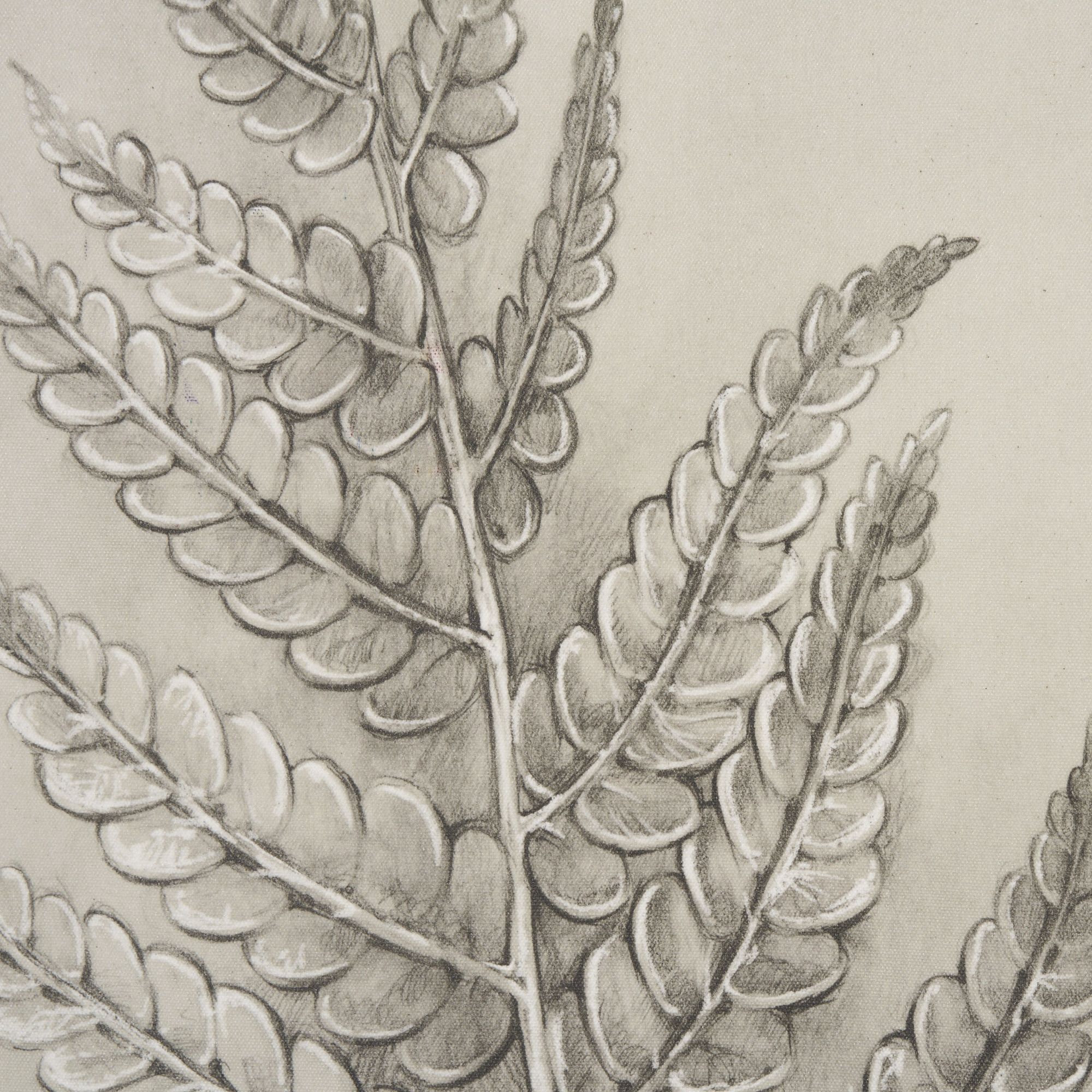 Mercana Fern Study I (Osmundastrum Cinnamomeum) - 15512