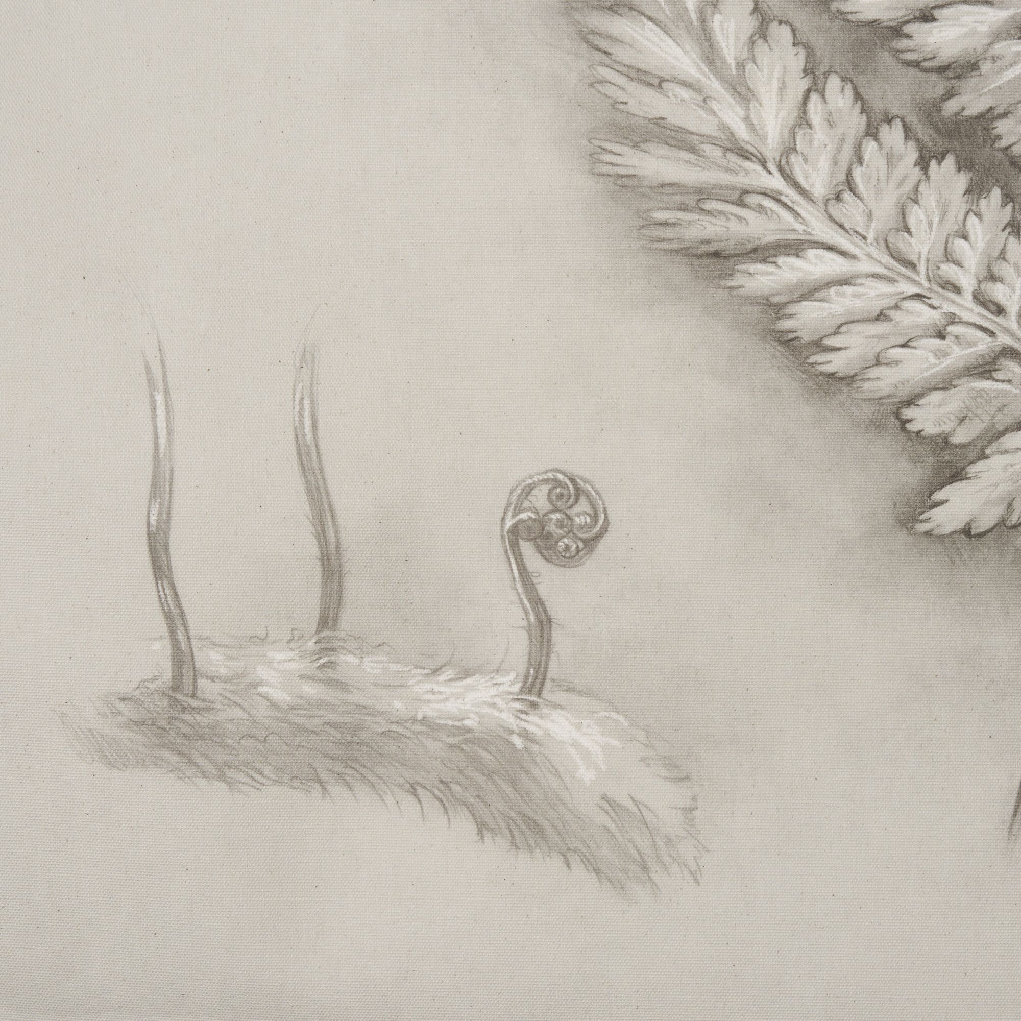 Mercana Fern Study II (Davallia Fejeensis) – 15513