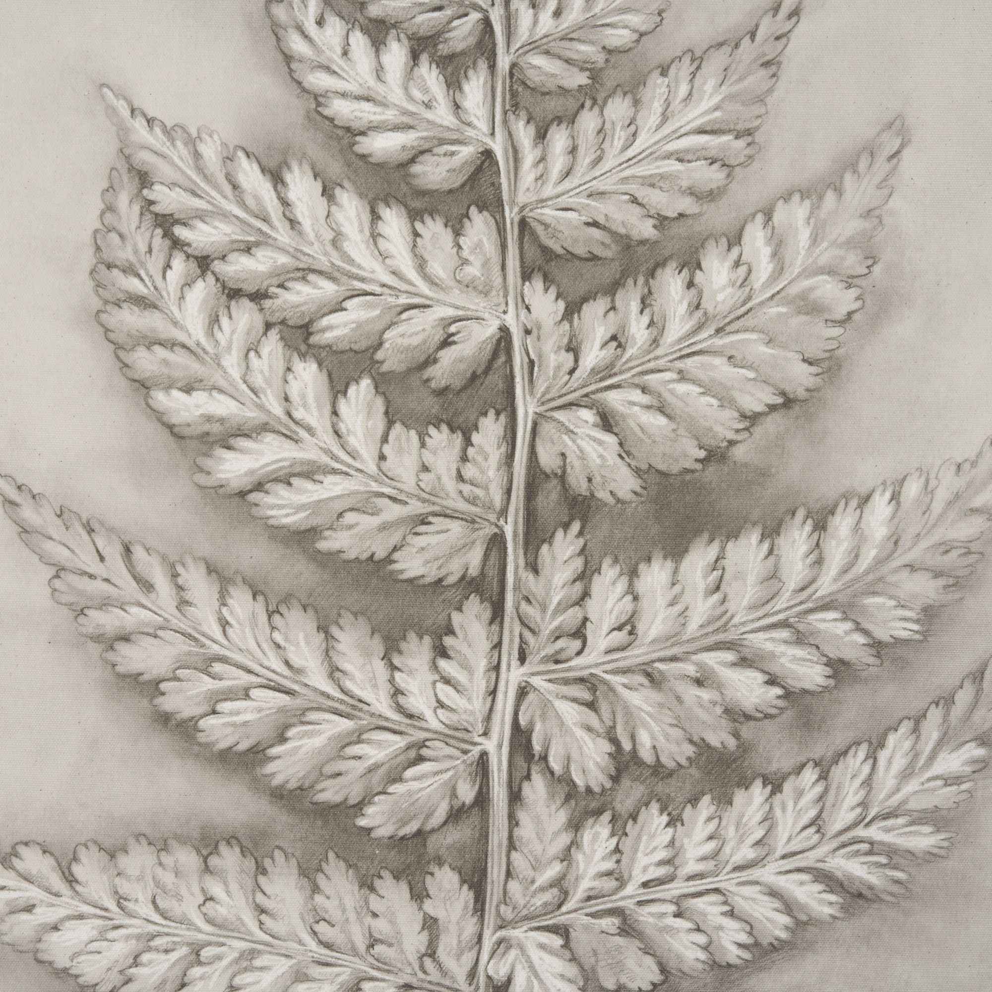 Mercana Fern Study II (Davallia Fejeensis) – 15513