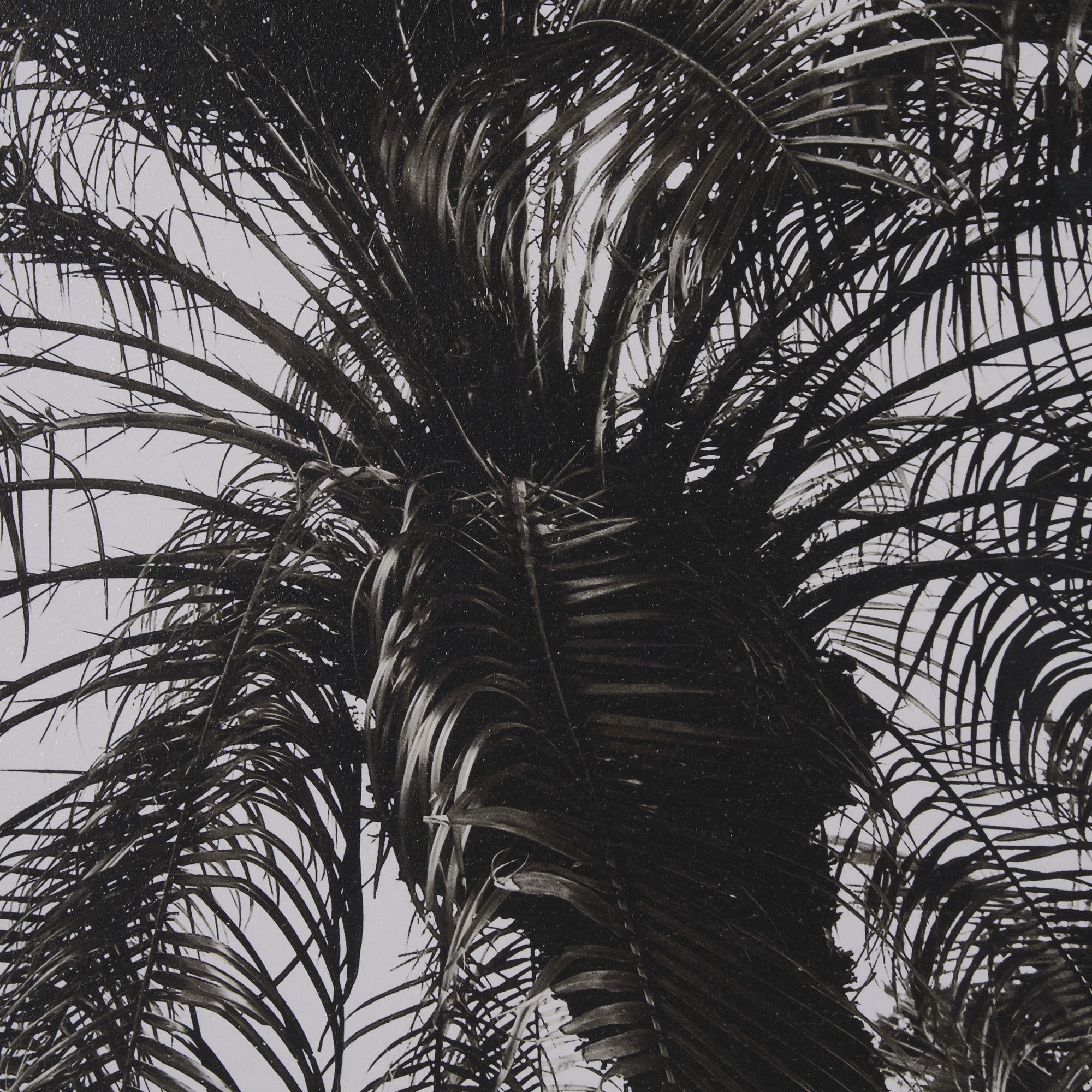 Mercana Palm Tree Sepia I